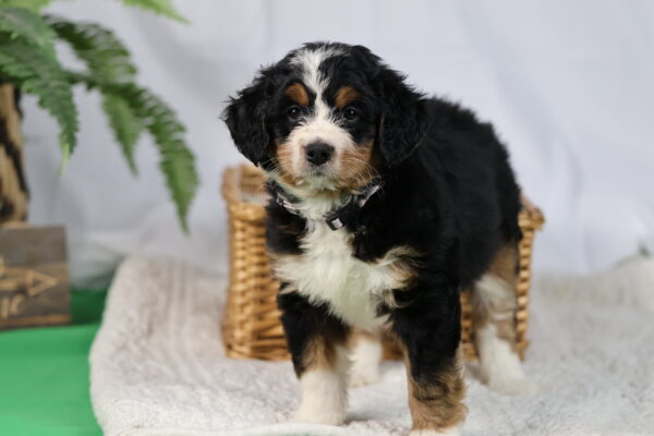 bernedoodle breeder near me