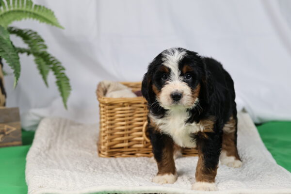 bernedoodle breeder near me