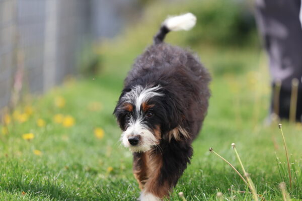 bernedoodle breeders pennsylvania