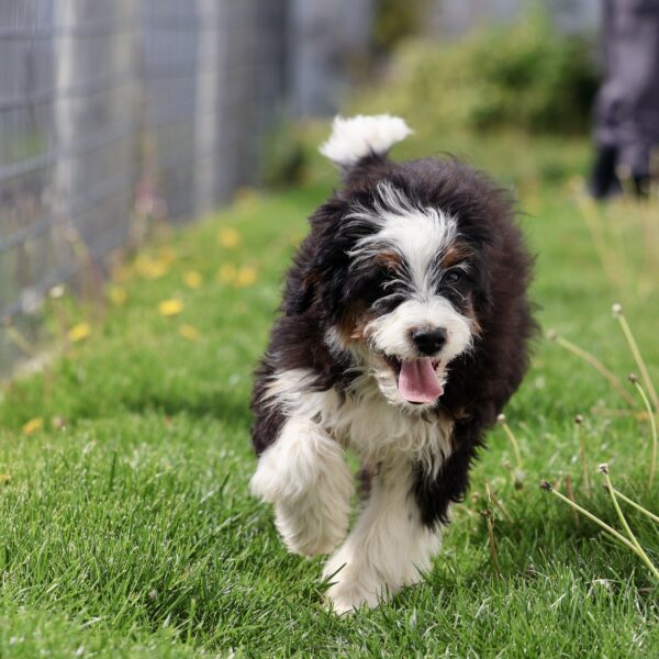 bernedoodle breeders Pennsylvania