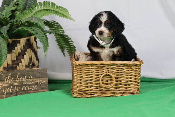 bernedoodle dog for sale