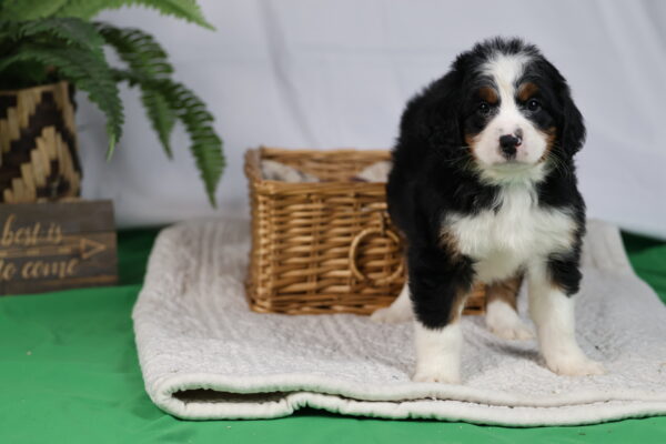 bernedoodle dog for sale