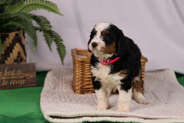 bernedoodle dog for sale