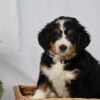 bernedoodle dog for sale