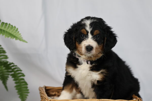 bernedoodle dog for sale