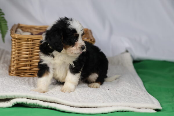 bernedoodle dog for sale
