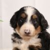 bernedoodle for sale