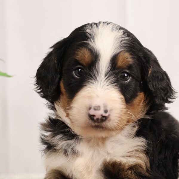 bernedoodle for sale