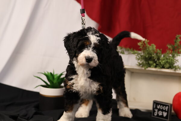 bernedoodle mini pa