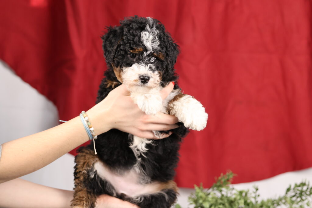 curly bernedoodle mini puppies