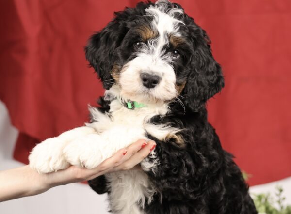 bernedoodle mini victoria