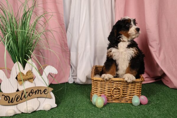 bernedoodle pa