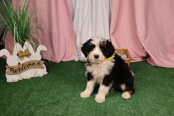 bernedoodle pa
