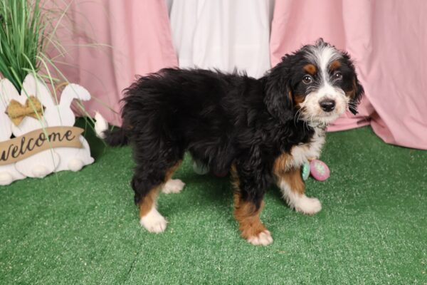 bernedoodle pa