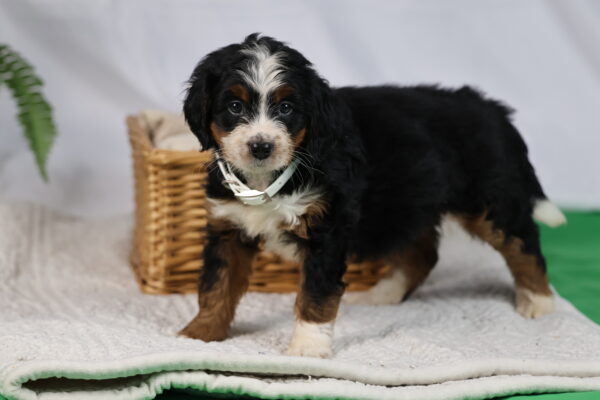 bernedoodle pennsylvania
