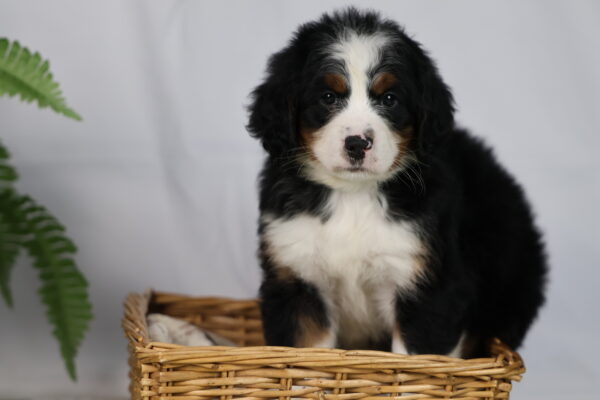 bernedoodle pennsylvania