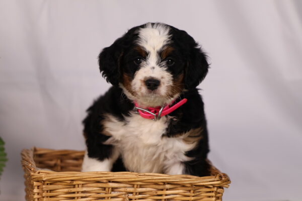 bernedoodle pennsylvania