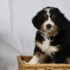 bernedoodle pennsylvania