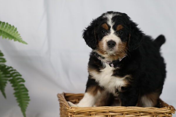 bernedoodle pennsylvania