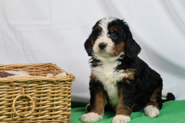 bernedoodle pennsylvania