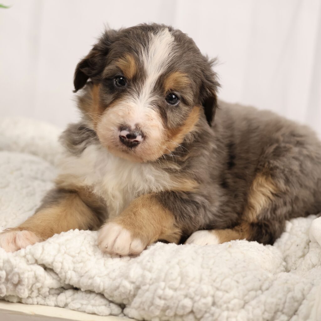 bernedoodle puppies