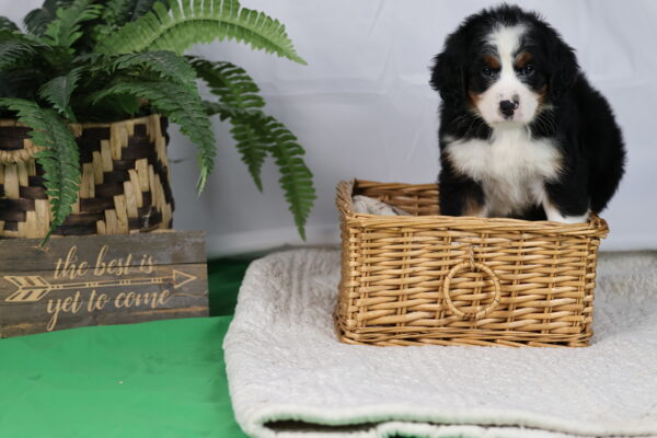 bernedoodle puppies