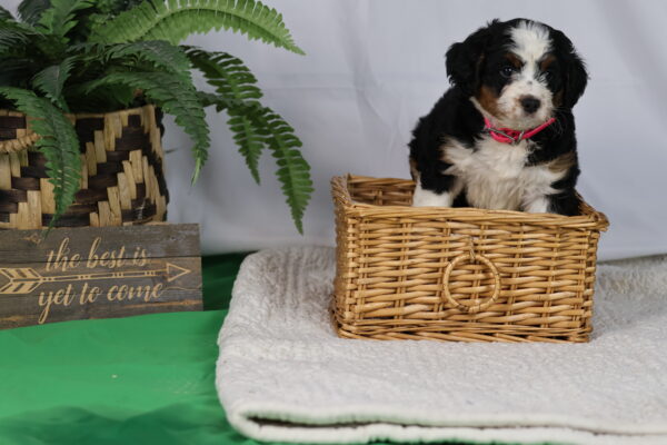 bernedoodle puppies