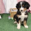 bernedoodle puppies