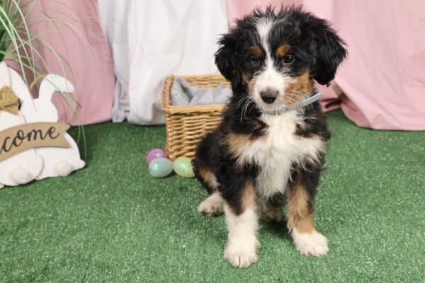 bernedoodle puppies