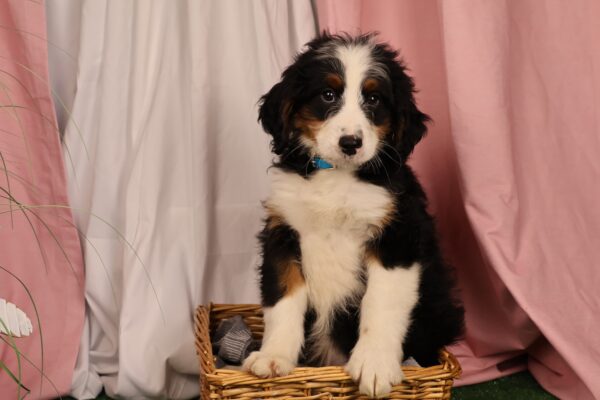 bernedoodle puppies