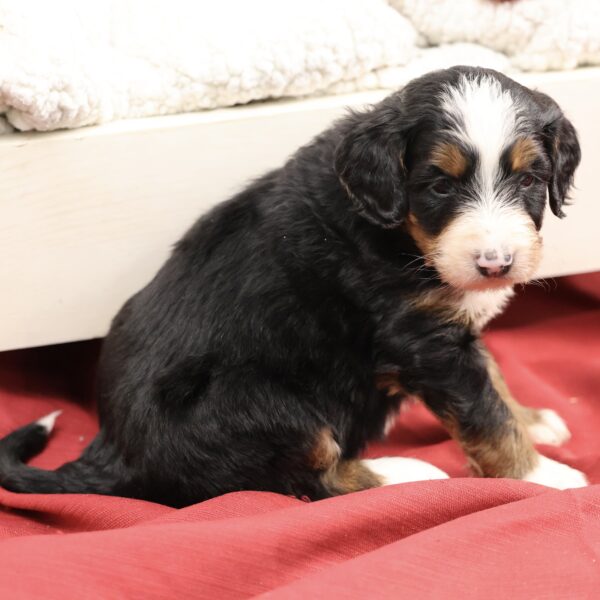 bernedoodle puppies