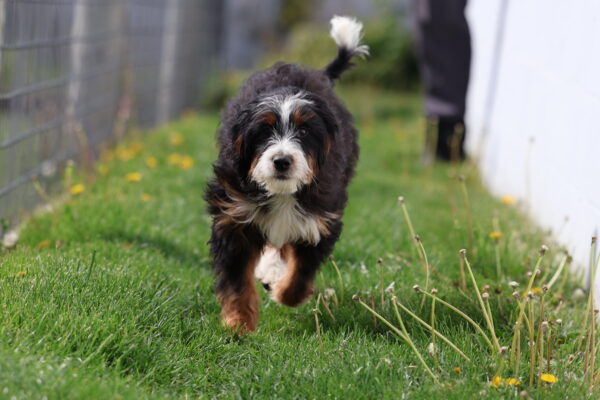 bernedoodle puppies