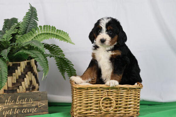 bernedoodle puppies for sale near me