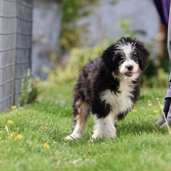 bernedoodle puppies near me