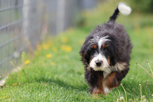 bernedoodle puppies near me