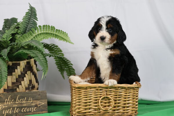 bernedoodle puppies near me