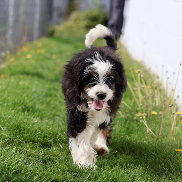 bernedoodle puppies near me Pennsylvania