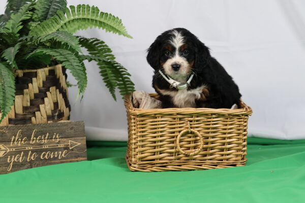 bernedoodle puppies pennsylvania