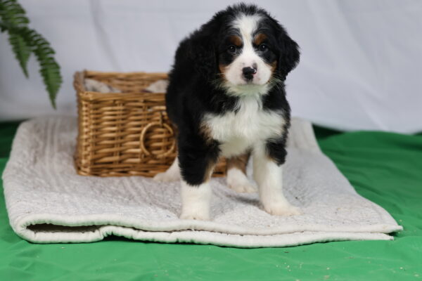 bernedoodle puppies pennsylvania