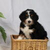 bernedoodle puppies pennsylvania