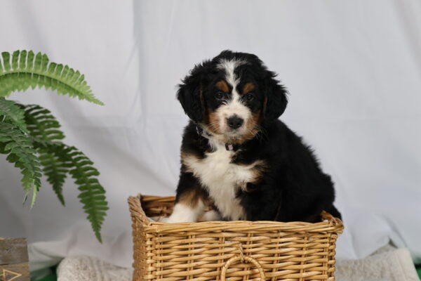 bernedoodle puppies pennsylvania