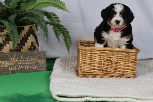 bernedoodle puppy