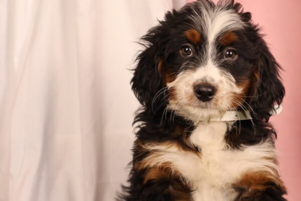 bernedoodle puppy