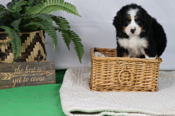 bernedoodle puppy
