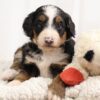 bernedoodles