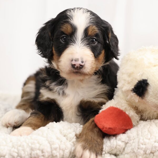 bernedoodles