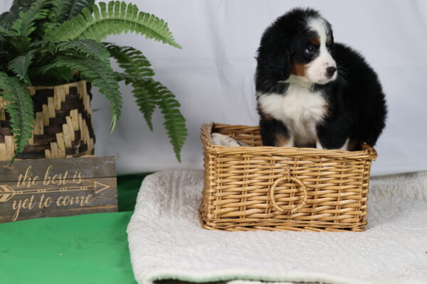 bernedoodles for sale pennsylvania