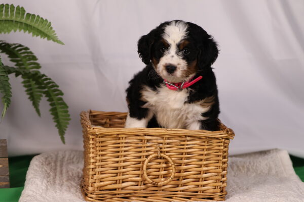 bernedoodles for sale pennsylvania