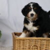 bernedoodles for sale pennsylvania