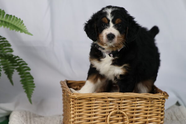 bernedoodles for sale pennsylvania